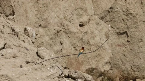 Bee Eater in the Danube Delta in Romania Stock Footage 233264886