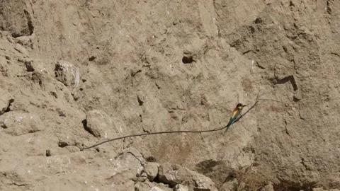 Bee Eater in the Danube Delta in Romania Stock Footage 233265020