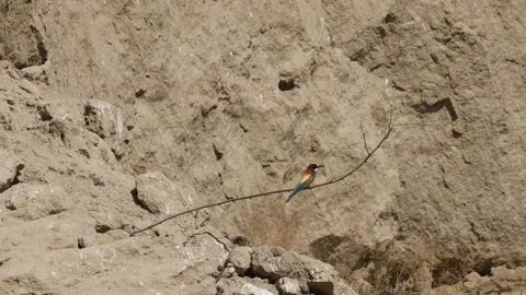 Bee Eater in the Danube Delta in Romania Stock Footage 233265277