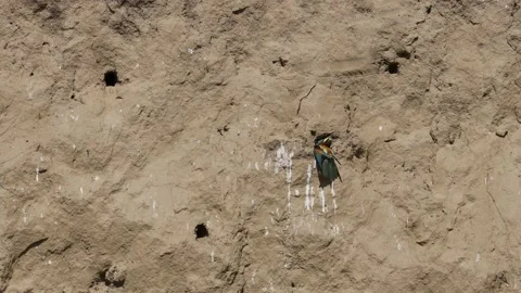 Bee Eater in the Danube Delta in Romania Stock Footage 233266085