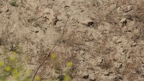 Bee Eater in the Danube Delta in Romania Stock Footage 233266780