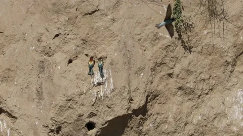 Bee Eater in the Danube Delta in Romania Stock Footage 233267308