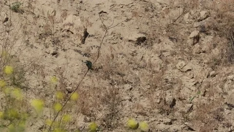 Bee Eater in the Danube Delta in Romania Stock Footage 233267310