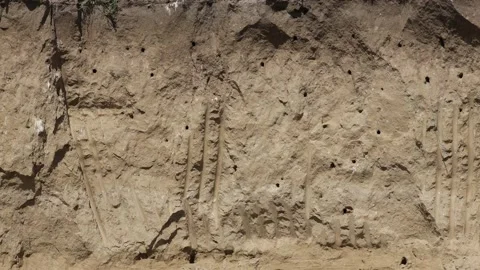 Bee Eater in the Danube Delta in Romania Stock Footage 233267332