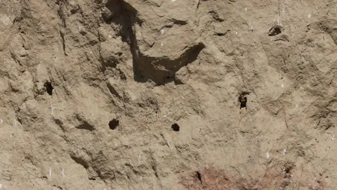 Bee Eater in the Danube Delta in Romania Stock Footage 233268754