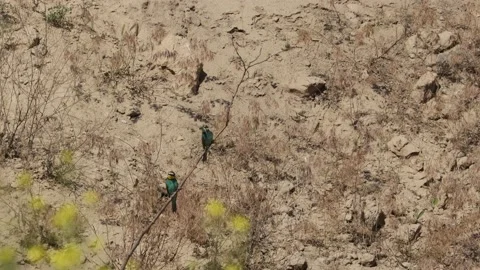 Bee Eater in the Danube Delta in Romania Stock Footage 233268974