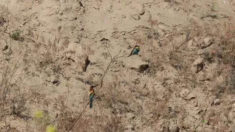 Bee Eater in the Danube Delta in Romania Stock Footage 233269013