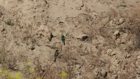 Bee Eater in the Danube Delta in Romania Stock Footage 233269808