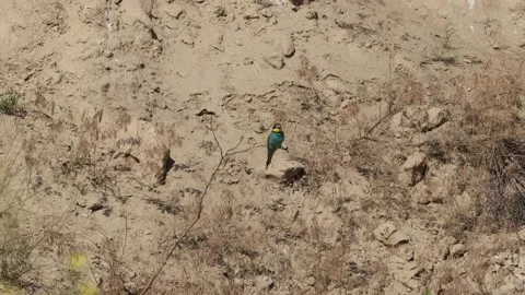 Bee Eater in the Danube Delta in Romania Stock Footage 233269833