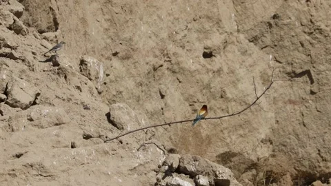 Bee Eater in the Danube Delta in Romania Stock Footage 233270255
