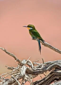 A bee eater on a dead tree in namib naukluft national park namibia africa Stock Photos