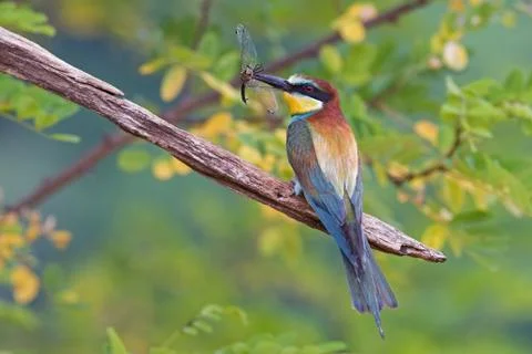 Bee eater with dragonfly Stock Photos