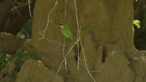 Bee eater dropped it food Stock Footage 234206531