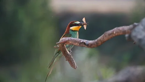 Bee-eater eating a butterfly pollen from the wings flies around Stock Footage 140739270