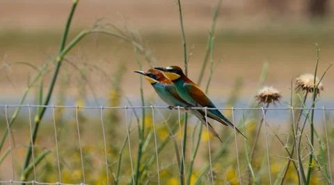 Bee Eater on the field Stock Photos