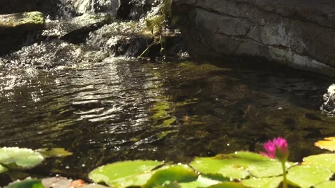 Bee eater flies in and out water slow motion Stock Footage 159907406