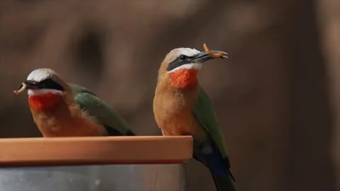 Bee eater flies off with meal worm slow motion Stock Footage 150906427