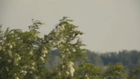 Bee-eater flies in windy weather Stock Footage 311667095