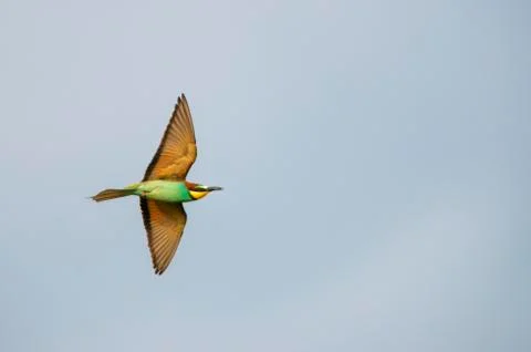 A bee-eater in flight holds a caught gadfly in its beak and soars in the upwa Stock Photos