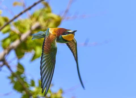 Bee-eater in flight Stock Photos