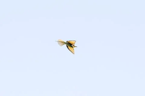Bee-eater in flight Stock Photos