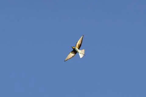 Bee-eater in flight Stock Photos