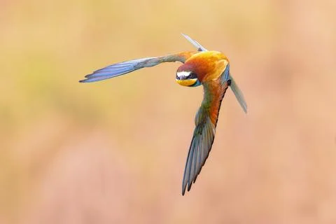 Bee Eater flying on blurred background Stock Photos