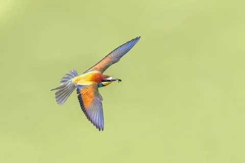 Bee Eater flying on blurred background Stock Photos