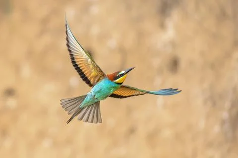 Bee Eater flying on blurred background Stock Photos