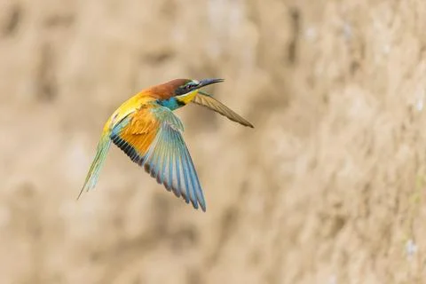Bee Eater flying on blurred background Stock Photos