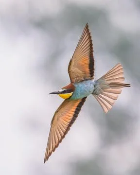 Bee Eater flying on blurred background Stock Photos