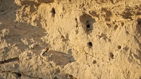 Bee-Eater Flying to Nest Hole – Slow Motion 8K Cinematic Wildlife Stock-Footage 320278190