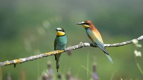 Bee-eater Stock Footage 97249082
