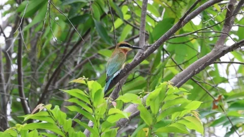 Bee-eater Stock Footage 236014701