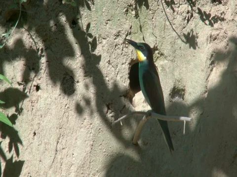 Bee-eater going back and forth bringing food to chicks. Stock-Footage 78176230