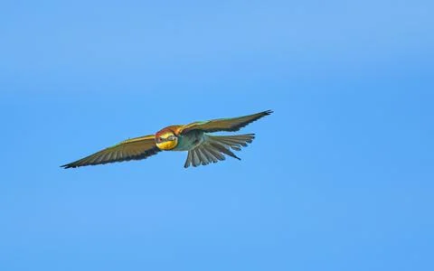 Bee-eater in hunting Stock Photos