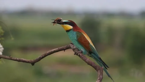 Bee-eater juggles a beetle sitting on a branch Stock Footage 168362296