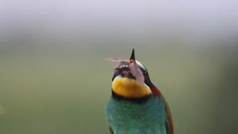 Bee-eater juggles a beetle sitting on a branch slow motion Stock Footage 168442802