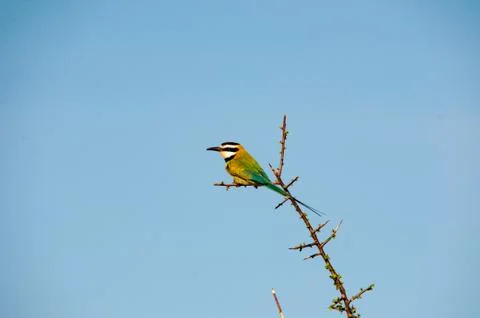 Bee-eater, Little Bee-eater, Merops pusillus cyanostictus, Merops pusillus, N Stock Photos