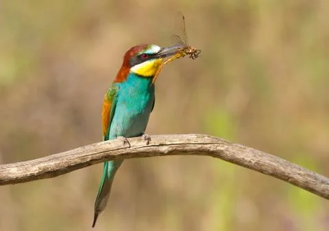 Bee-eater, Merops apiaster, bird sits on a branch and holds a dragonfly in Stock Photos