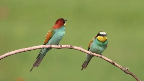 The Bee-Eater Merops Apiaster Caught The Dragonfly. Bird Holds Prey In Its Beak Stock Footage 196855043