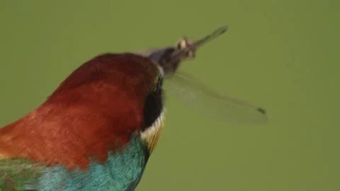 The Bee-Eater Merops Apiaster Caught The Dragonfly. Bird Holds Prey In Its Beak Stock Footage 196862673