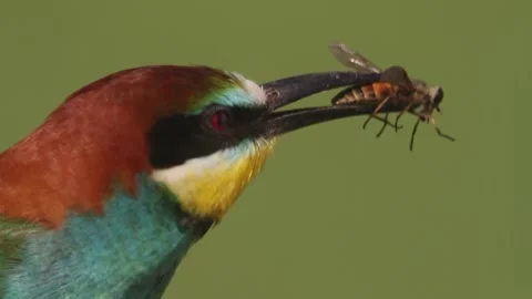 The Bee-Eater Merops Apiaster Caught The Dragonfly. Bird Holds Prey In Its Beak. Stock Footage 196863105