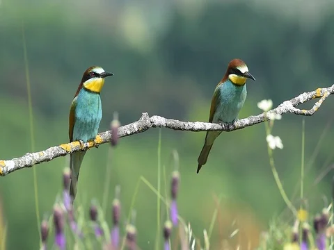 Bee-eater, Merops apiaster Stock Footage 97252917