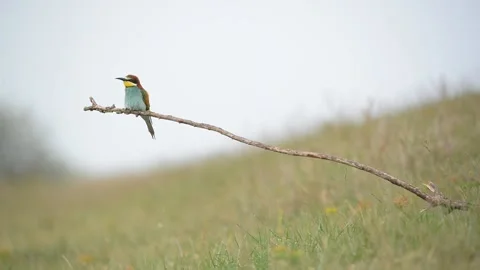 Bee-Eater - Merops Apiaster Stock Footage 130564326