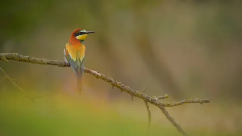 Bee-Eater - Merops Apiaster Stock Footage 130738898