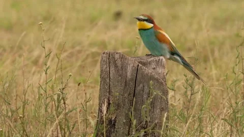Bee-Eater - Merops Apiaster Stock Footage 135380230