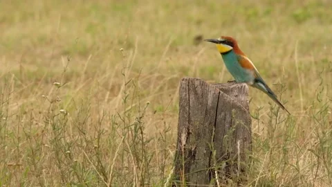 Bee-Eater - Merops Apiaster Stock Footage 135411819