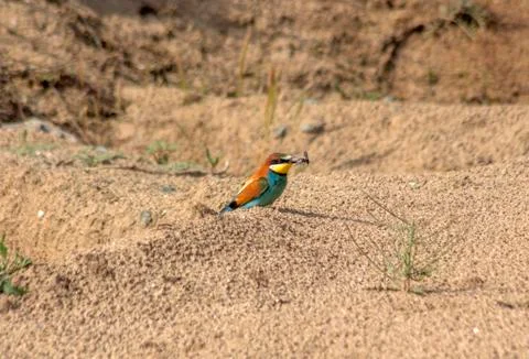 Bee-eater (Merops apiaster) with an insect in the beak of the dunes. Stock Photos
