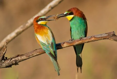 Bee-eater, Merops apiaster. The male gives the female a gift Stock Photos